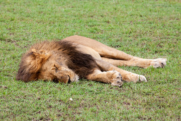 Obraz na płótnie Canvas Sleepy lion