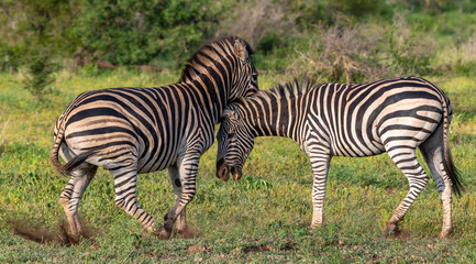 Fototapeta na wymiar Two zebras playing in the Kruger National Park