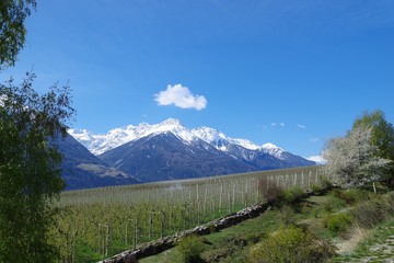 Obstgärten Vinschgau