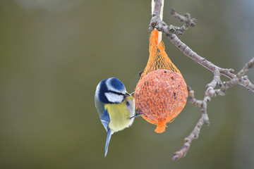 Eurasian blue tit hanging and eating on  tallow ball with seeds in winter