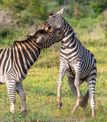 Two zebras playing in the Kruger National Park