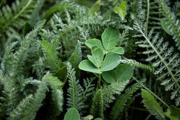 green fern leaves