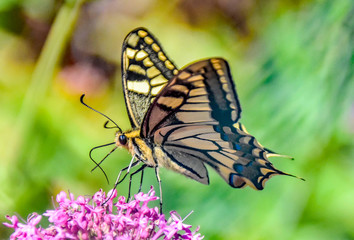 papillon sur une fleur butterfly on a flower