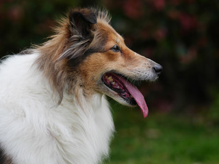 Close up portrait of Shetland sheepdog, side view head shot, looks friendly with tongue out.
