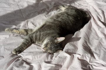chat profitant du soleil sur le lit 