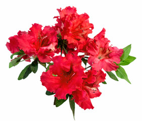 Red azaleas on an isolated white background. 