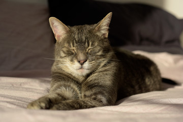 Fototapeta na wymiar chat domestique dormant 