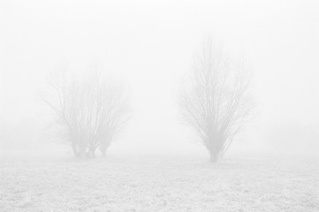 dwa krzewy w gęstej mgle B&W
