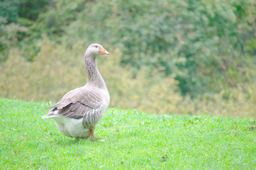Oca gris con pico naranja posando y mirando a la derecha sobre campa verde