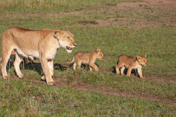 Fototapeta na wymiar Lioness and cubs