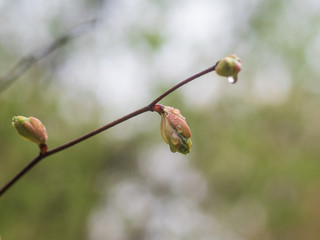 Nature wakes up. Tree branches with buds and small leaves. Cloudy day after the rain.