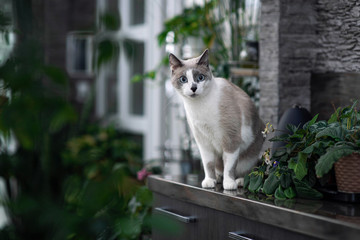 Curious blue eyed cat exploring big light room with home plants. Grey short-haired kitten with funny muzzle. Adorable siamese cat.