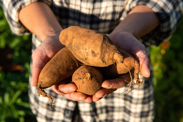female hands holding sweet potato - Powered by Adobe