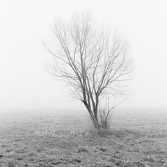 Drzewo w gęstej mgle B&W