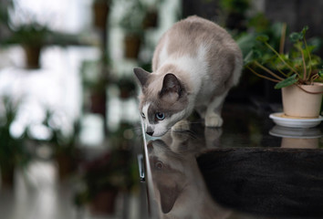 Curious blue eyed cat exploring big light room with home plants. Beautiful grey short-haired cat. Adorable siamese cat.