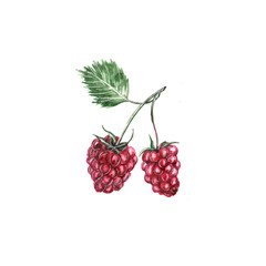 Watercolor illustration of raspberry berries on a twig on a white background