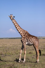 Masai giraffe
