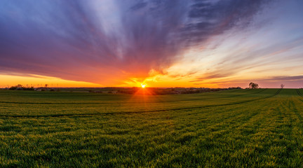 spring panorama of green sown crops during sunset