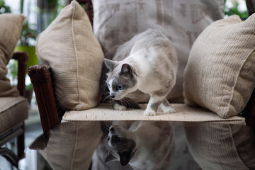 Curious blue eyed cat exploring big light room with home plants. Grey short-haired kitten with funny muzzle. Adorable siamese cat.