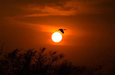 Painted stork flying during sunset inside Bharatpur bird sanctuary