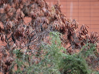dry grass in the forest
