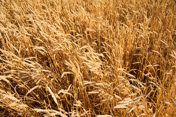 Golden wheat field and sunny day