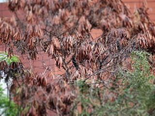 dry leaves