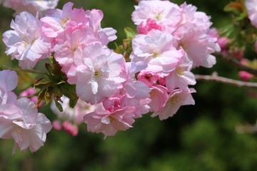 艶やかな楊貴妃桜