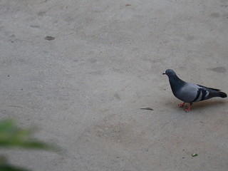dove on the beach