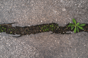 cracked concrete and asphalt with plants