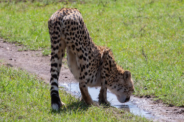 Cheetah drinking