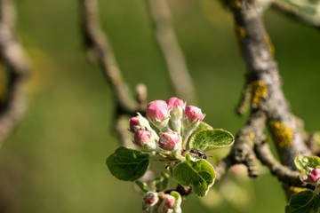 Bud of apple tree right before blooming