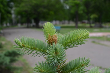 young shoots of blue spruce in spring