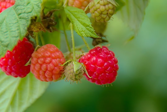 「Sommerfrucht」の画像 - 1,279 件の Stock 写真、ベクターおよびビデオ | Adobe Stock