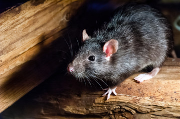 Naklejka na ściany i meble The black rat (Rattus rattus), also known as ship rat, roof rat, or house rat.