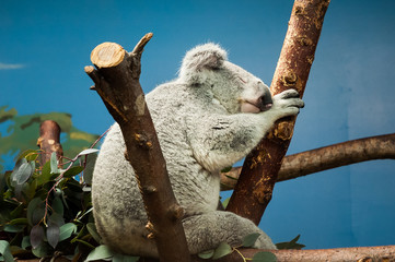 The koala (Phascolarctos cinereus, or, inaccurately, koala bear)