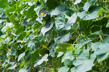 Cucumber farm greenhouse