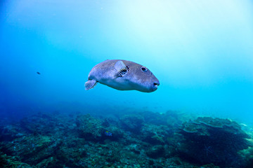 Curious Puffer fish