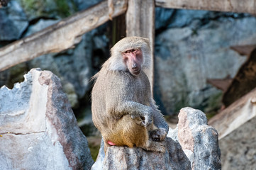 Fototapeta premium The hamadryas baboon (Papio hamadryas) is a species of baboon from the Old World monkey family.