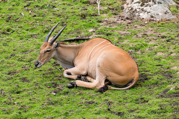 The common eland (Taurotragus oryx), also known as the southern eland or eland antelope, is a savannah and plains antelope found in East and Southern Africa.