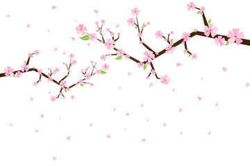 Sakura flowers. Cherry tree blossom. Spring garden flowers. Isolated white background.