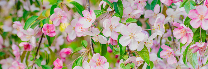 Apple blossom on an apple tree in a domestic garden with sun shining behind. Focus is on the foreground with the background out of focus.