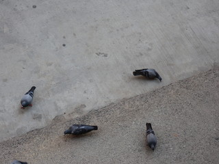 pigeons 