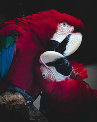 animal