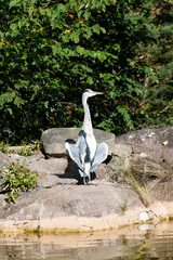 The grey heron (Ardea cinerea) is a long-legged predatory wading bird of the heron family, Ardeidae, native throughout temperate Europe and Asia and also parts of Africa.