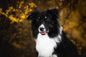 Australian shepherd