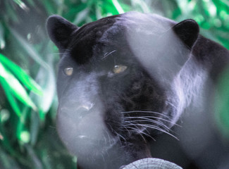 animal © AndreSilva