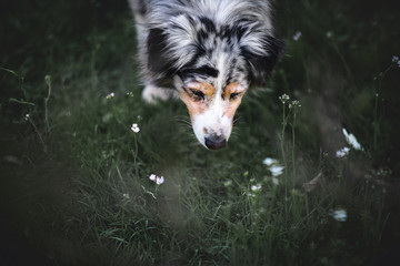 Obraz premium Australian shepherd