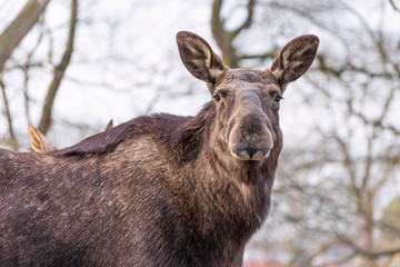 The moose (North America) or elk (Eurasia), Alces alces, is a member of the New World deer subfamily and is the largest and heaviest extant species in the deer family.
