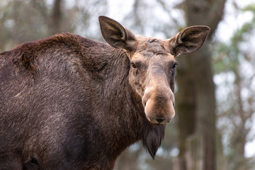 Fototapeta premium The moose (North America) or elk (Eurasia), Alces alces, is a member of the New World deer subfamily and is the largest and heaviest extant species in the deer family.